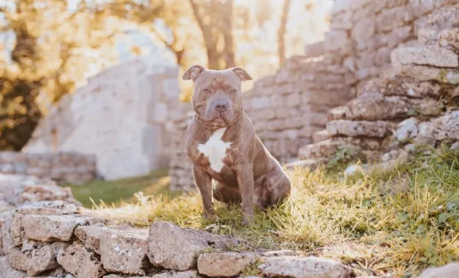 Photographe professionnelle pour shooting photo chien à Besançon, Besançon, TAILS PHOTOGRAPHIE