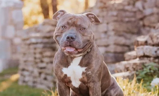 Photographe professionnelle pour shooting photo chien à Besançon, Besançon, TAILS PHOTOGRAPHIE