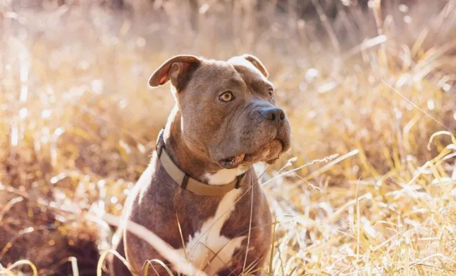 Photographe professionnelle pour shooting photo chien à Besançon, Besançon, TAILS PHOTOGRAPHIE