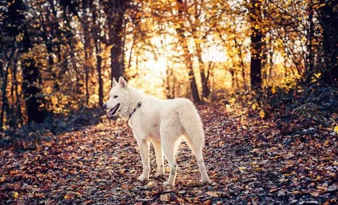 Séance photo en famille avec animaux de compagnie à Besançon, Besançon, TAILS PHOTOGRAPHIE