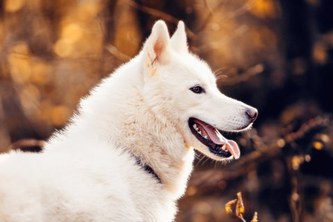 Photographe professionnelle shooting animalier canin à Besançon