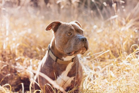 Photographe professionnelle pour shooting photo chien à Besançon