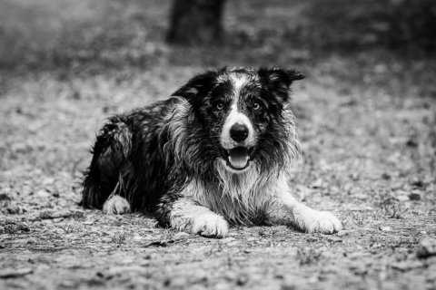 Photographe professionnelle shooting photo chien à Besançon