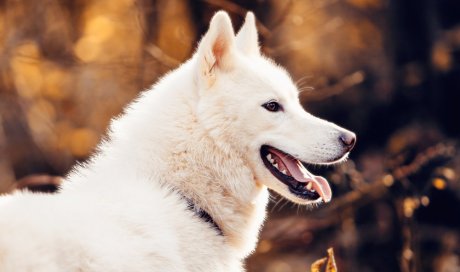 Photographe professionnelle shooting animalier canin à Besançon