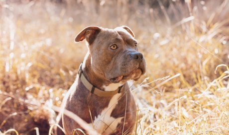 Photographe professionnelle pour shooting photo chien à Besançon