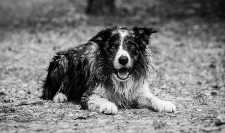 Photographe professionnelle shooting photo chien à Besançon