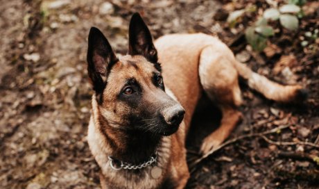 Photographe animaux Besançon