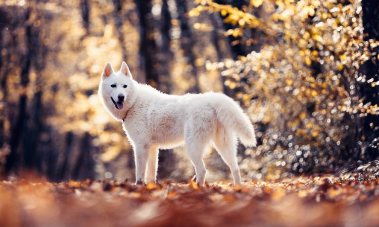 Photographe professionnelle shooting animalier canin à Besançon