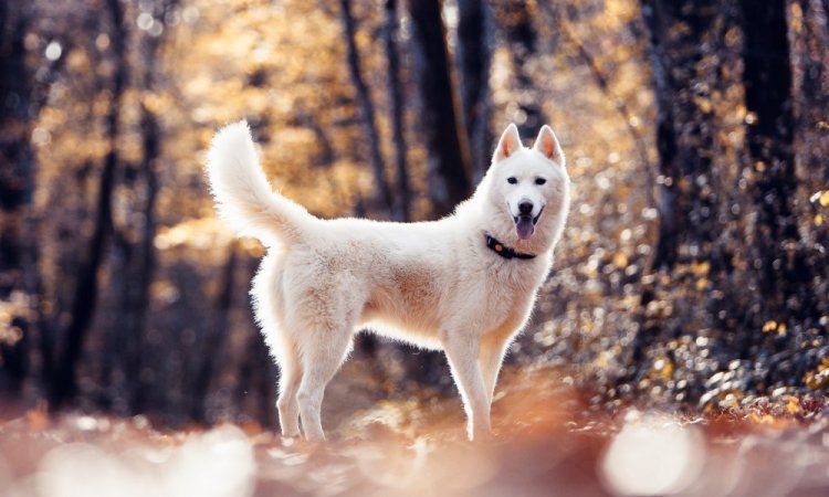 Photographe professionnelle shooting animalier canin à Besançon