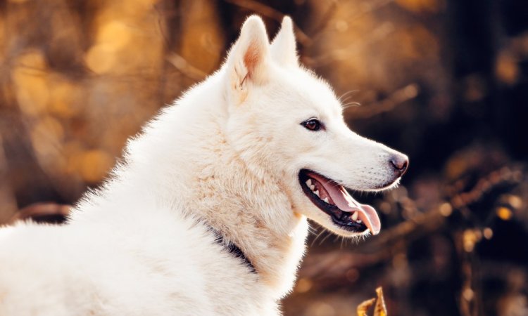 Photographe professionnelle shooting animalier canin à Besançon