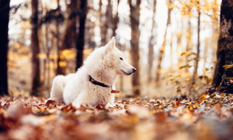 Photographe professionnelle shooting animalier canin à Besançon