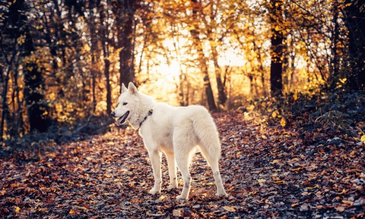 Photographe professionnelle shooting animalier canin à Besançon