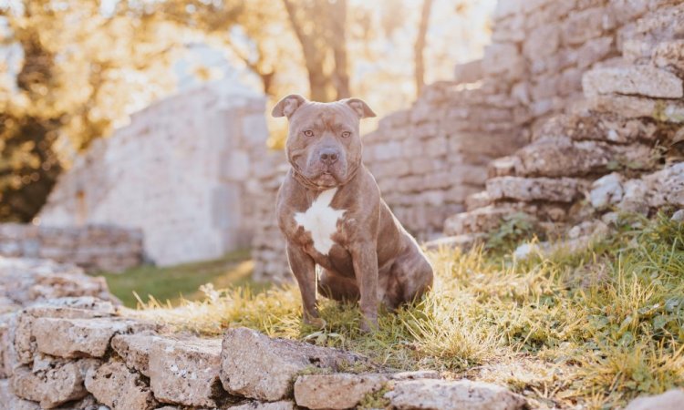 Photographe professionnelle pour shooting photo chien à Besançon