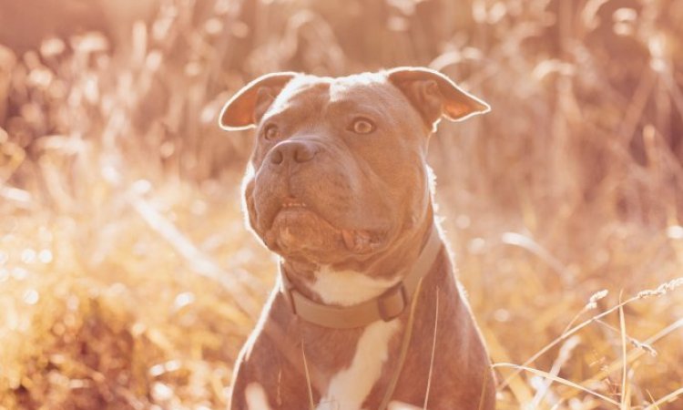 Photographe professionnelle pour shooting photo chien à Besançon