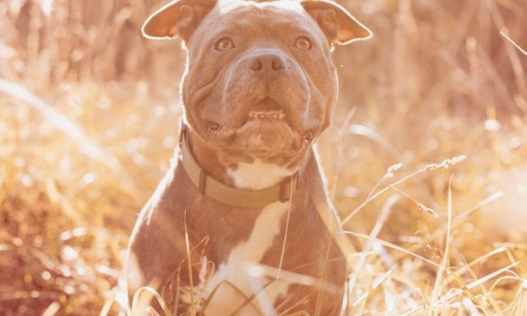 Photographe professionnelle pour shooting photo chien à Besançon