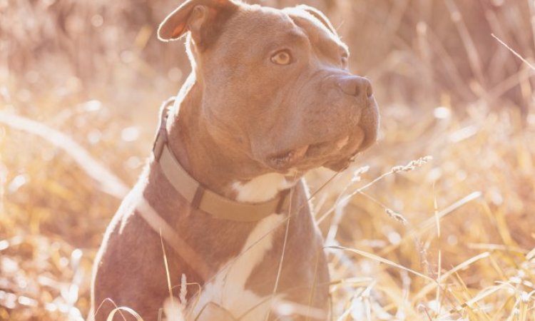Photographe professionnelle pour shooting photo chien à Besançon