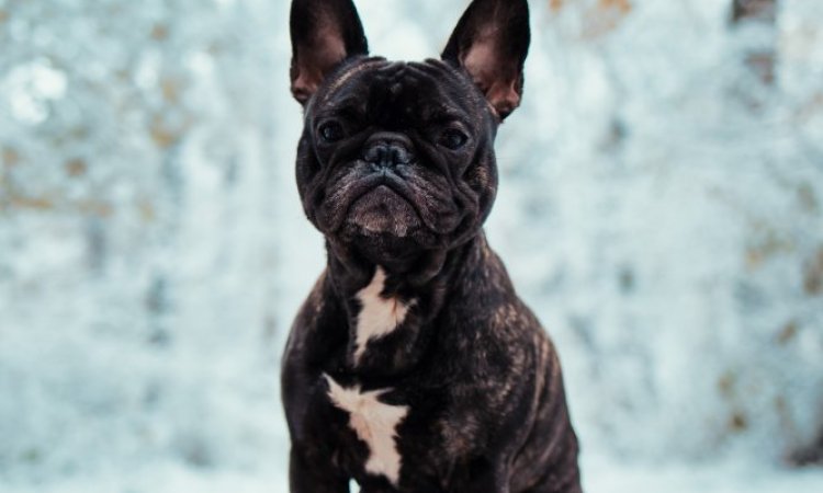 Photographe professionnelle séance photo d'un chien  et de ses maîtres à Besançon