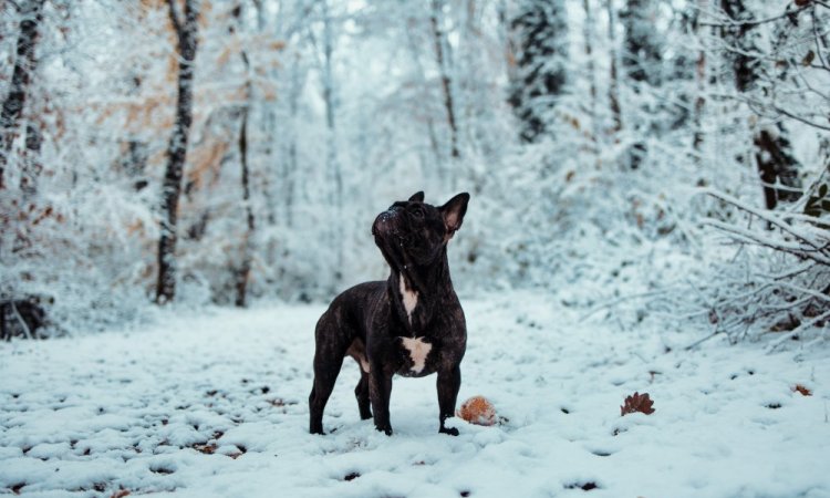 Photographe professionnelle séance photo d'un chien  et de ses maîtres à Besançon