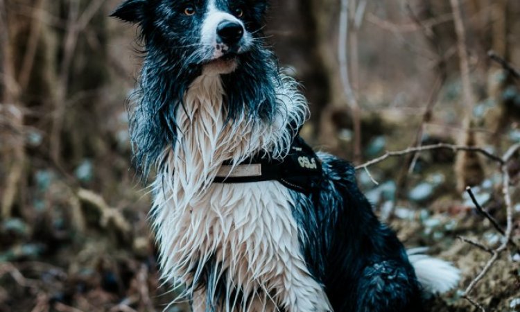 Photographe professionnelle shooting photo chien à Besançon