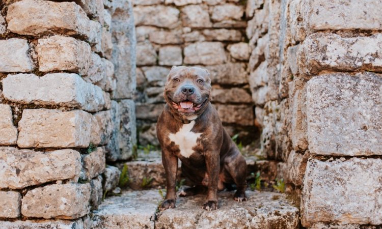 Photographe professionnelle pour shooting photo chien à Besançon