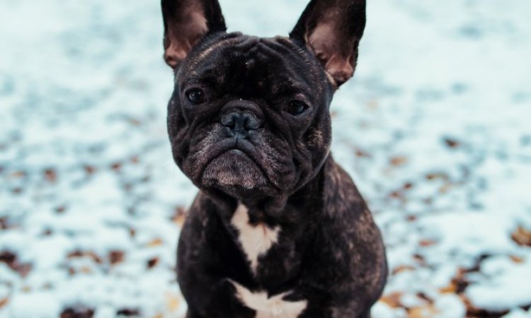Photographe professionnelle séance photo d'un chien  et de ses maîtres à Besançon