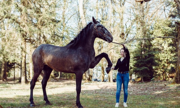 Photographe professionnelle séance photo avec chevaux à Besançon 