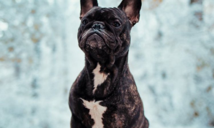 Photographe professionnelle séance photo d'un chien  et de ses maîtres à Besançon