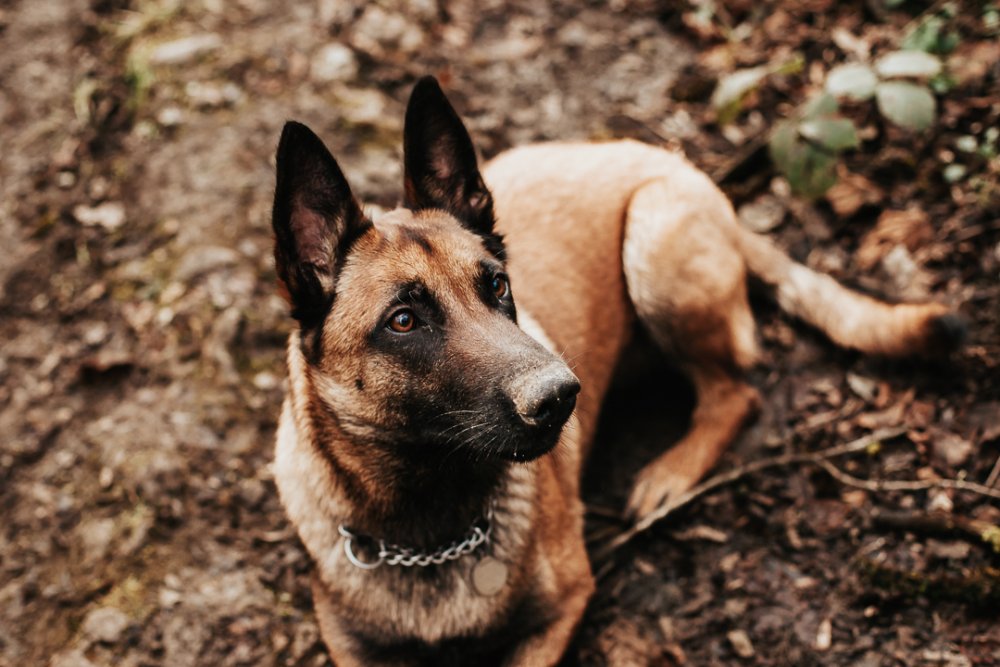 Photographe animaux Besançon